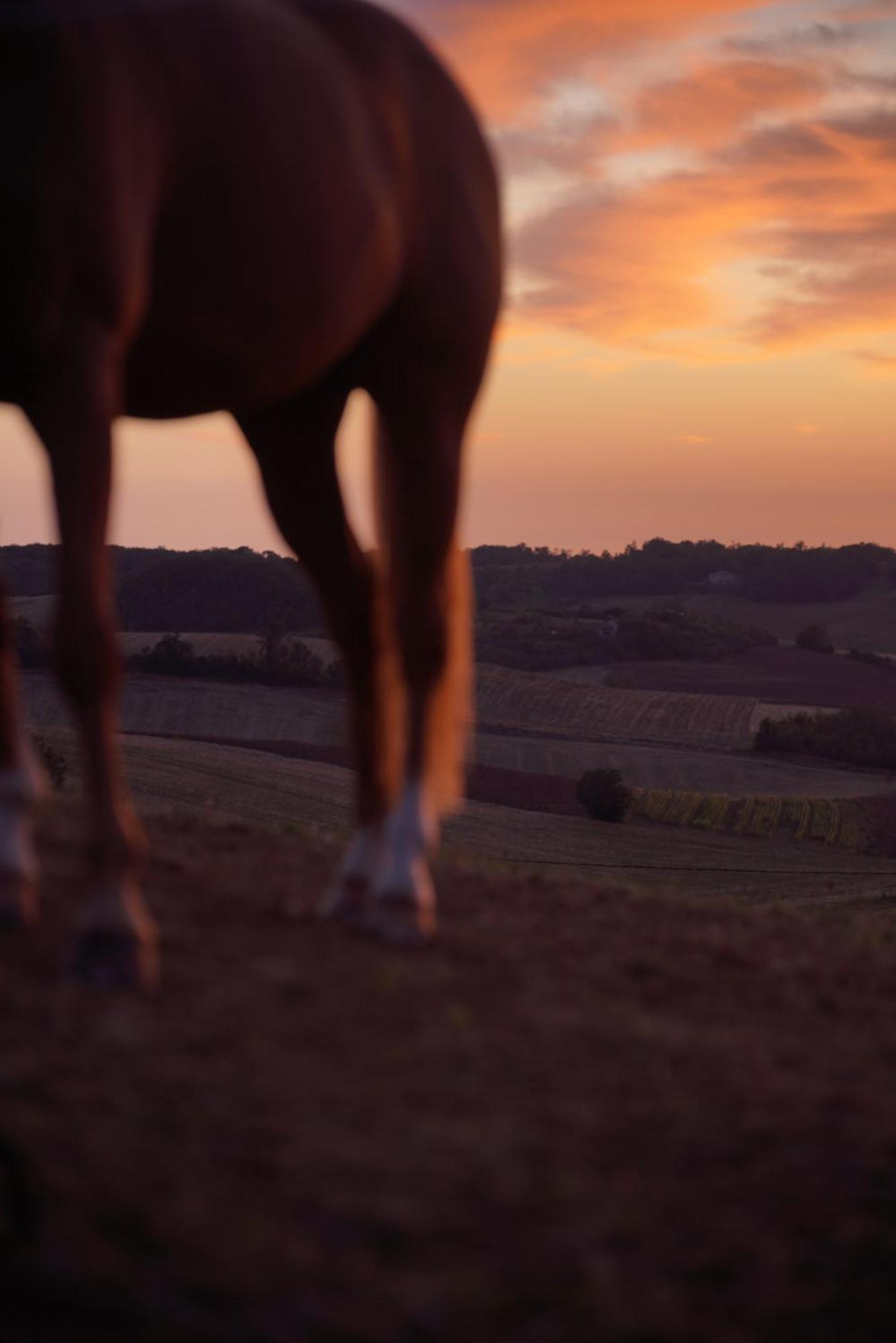 Logement Entier De Charme, Gite Equestre Gers Flamarens エクステリア 写真
