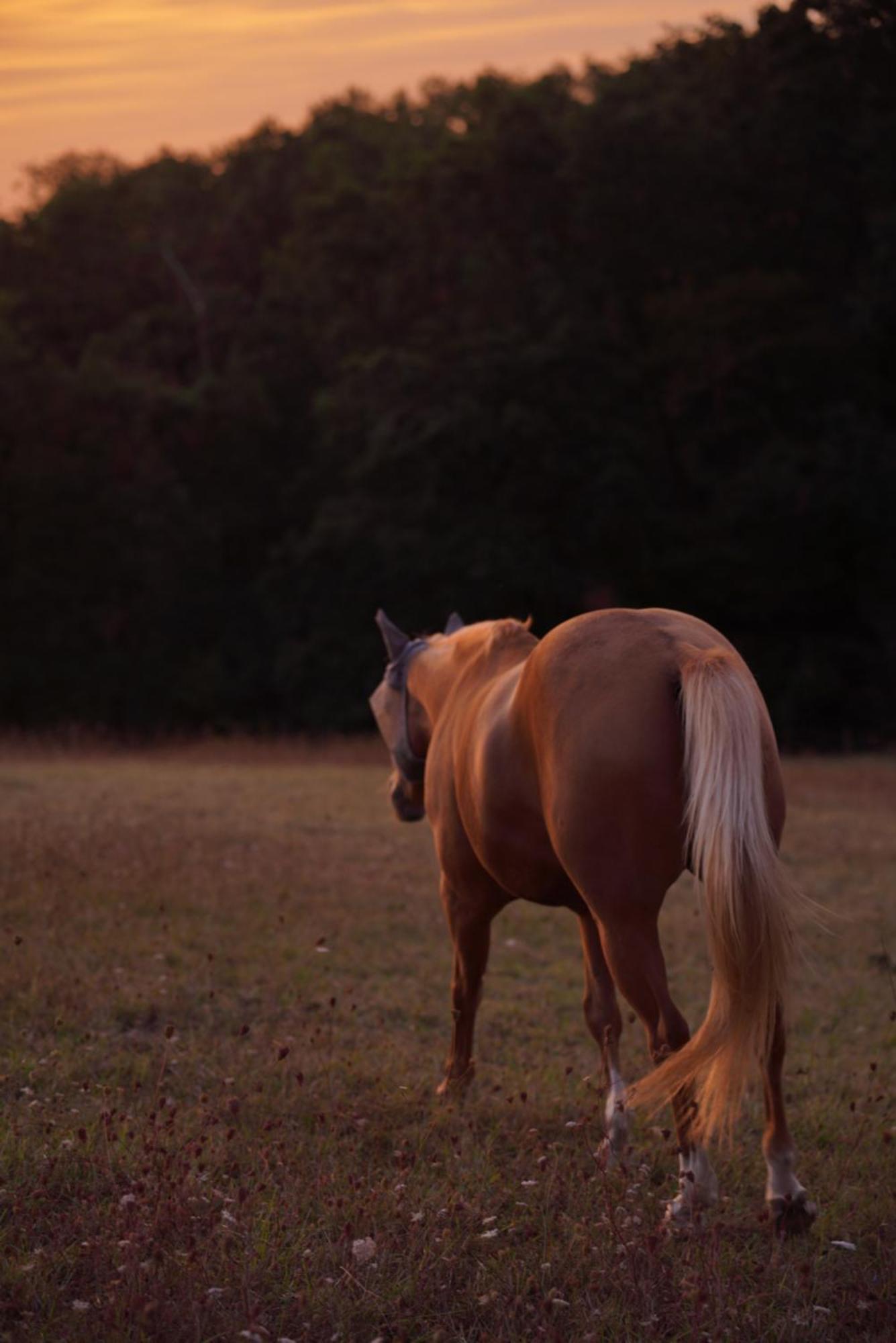 Logement Entier De Charme, Gite Equestre Gers Flamarens エクステリア 写真