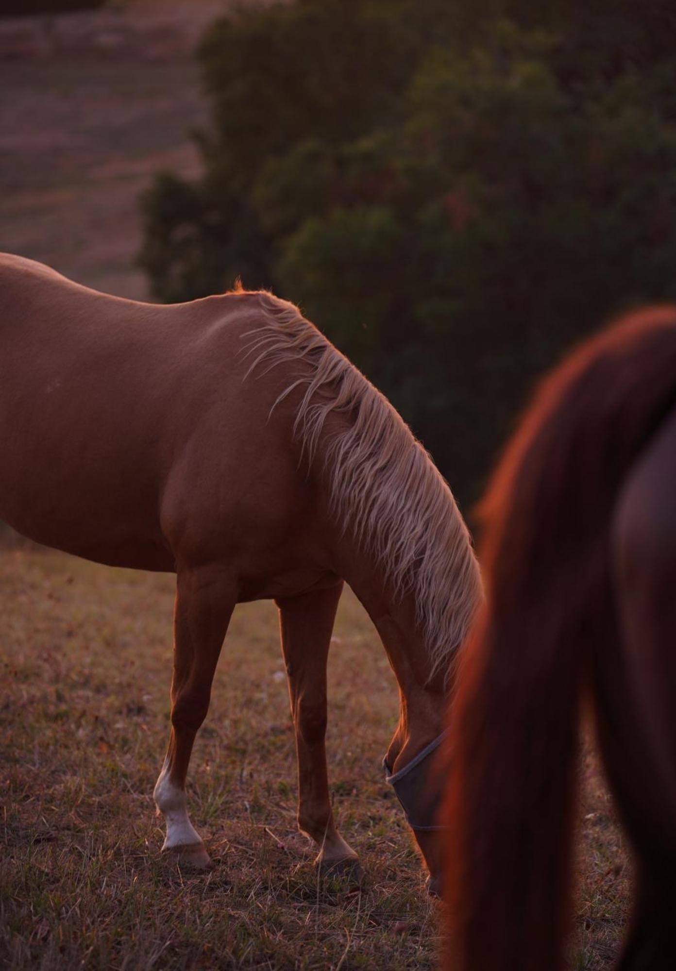 Logement Entier De Charme, Gite Equestre Gers Flamarens エクステリア 写真