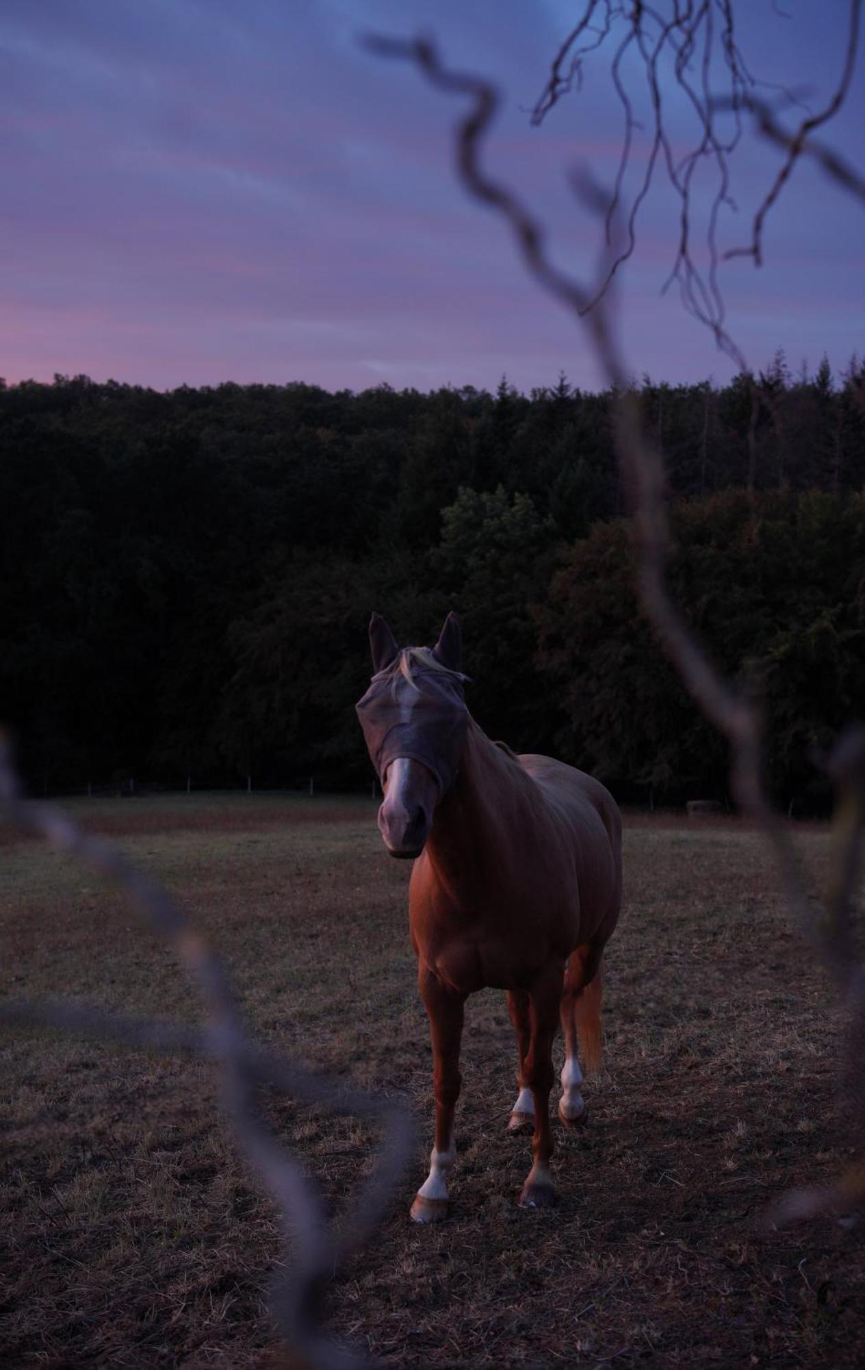 Logement Entier De Charme, Gite Equestre Gers Flamarens エクステリア 写真