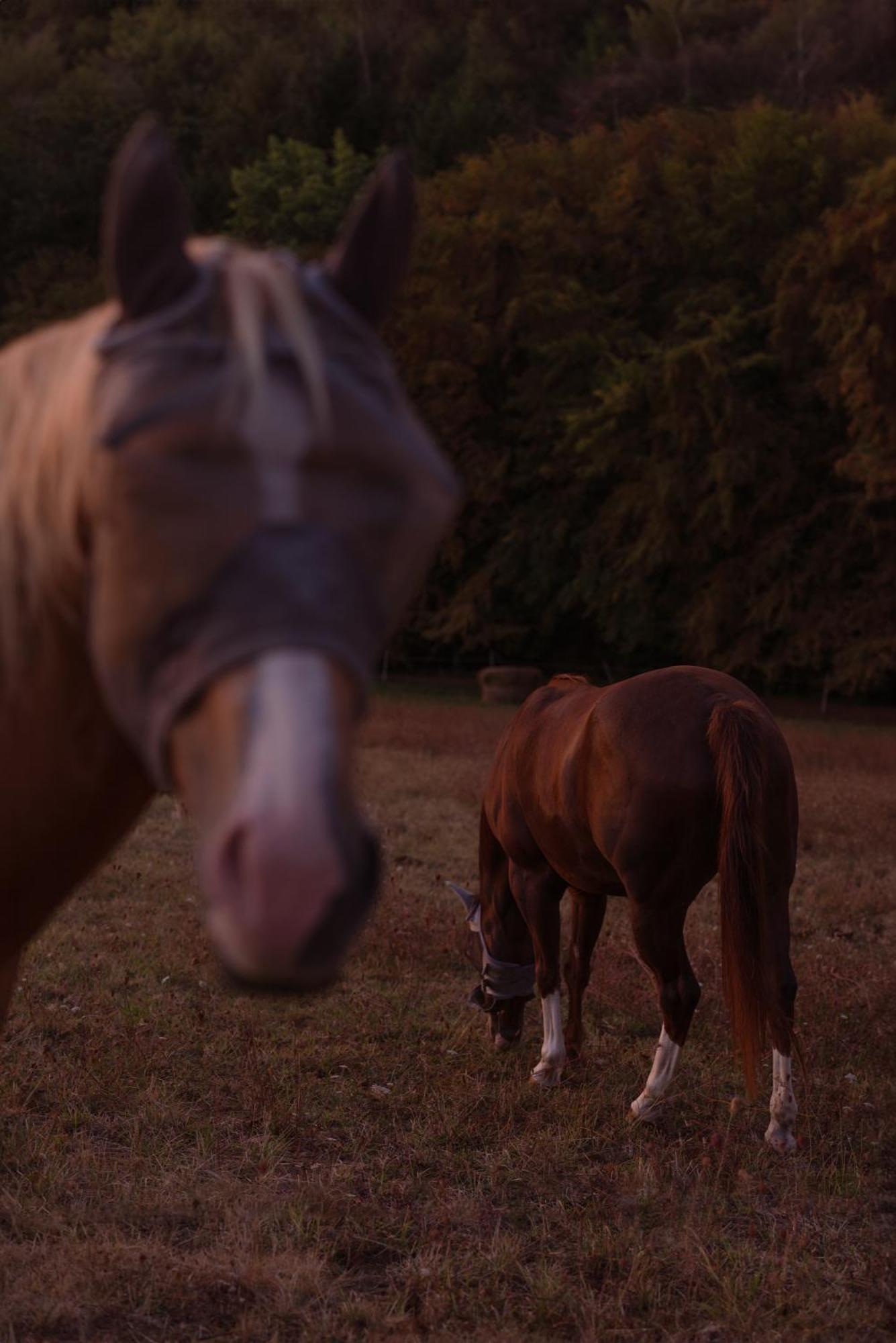 Logement Entier De Charme, Gite Equestre Gers Flamarens エクステリア 写真