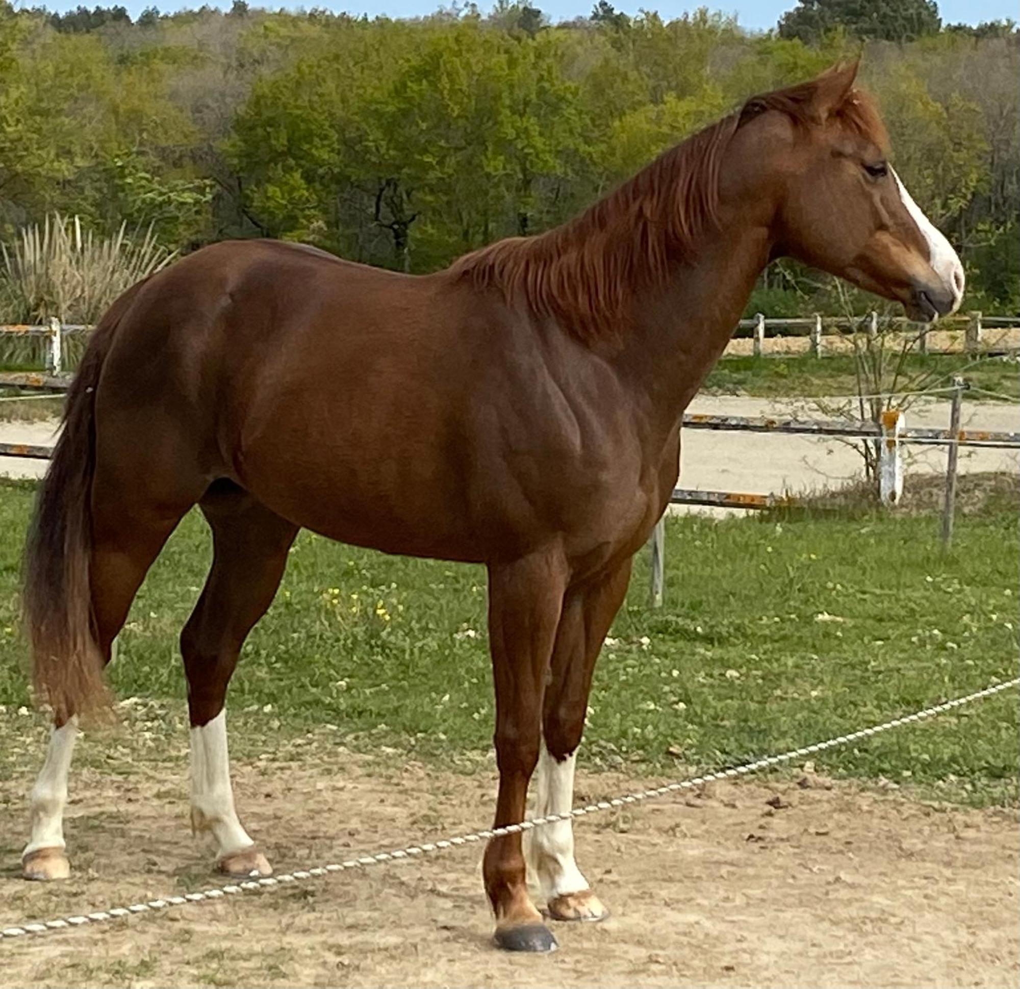 Logement Entier De Charme, Gite Equestre Gers Flamarens エクステリア 写真
