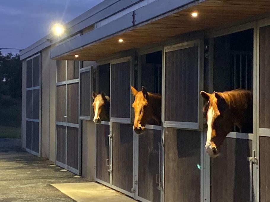 Logement Entier De Charme, Gite Equestre Gers Flamarens エクステリア 写真